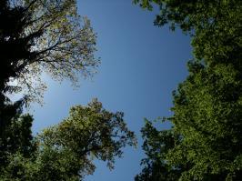 Blätterdach vor blauem Himmel (1)