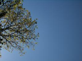 Blätterdach vor blauem Himmel (2)