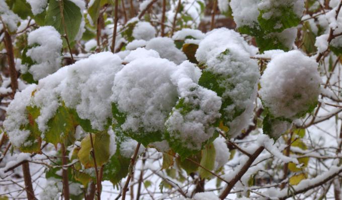 Schneebedeckte Blätter...