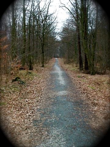 Der Weg in den Wald