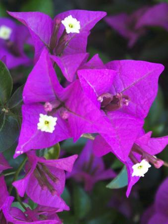 Bouquet des fleurs violettes