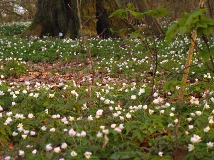 Unten blhender Waldboden ...