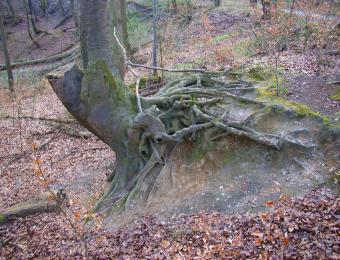 Extrem verknorrter Baum