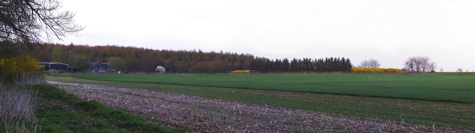 Blick aus dem Wald ohne blauen Himmel