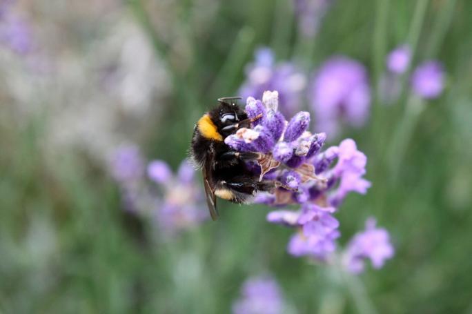 Schlappe Hummel