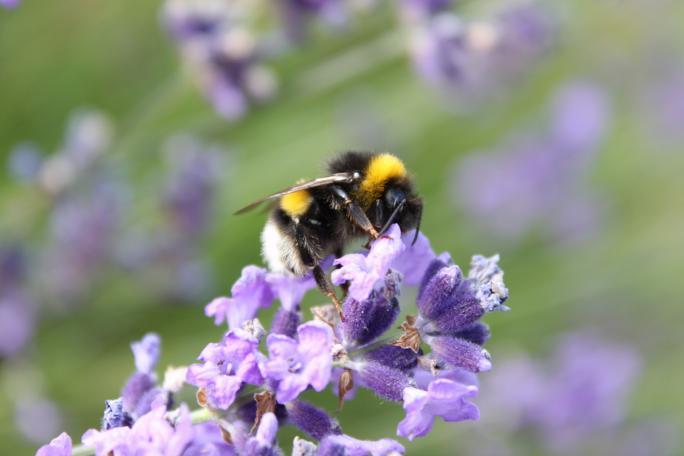 Schlafende Hummel