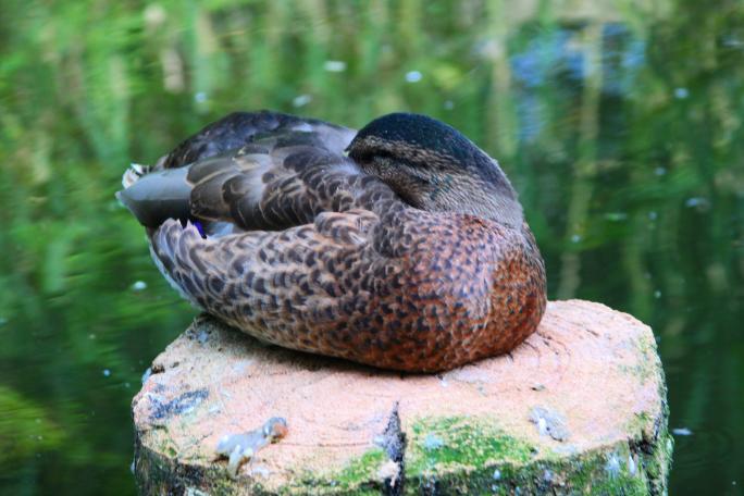 Erschpfte Ente