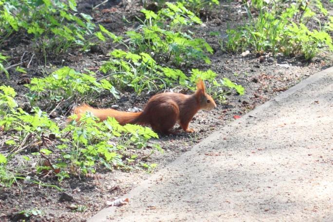 Eichende Hörnchen