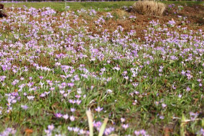 Viele violette Krokanten