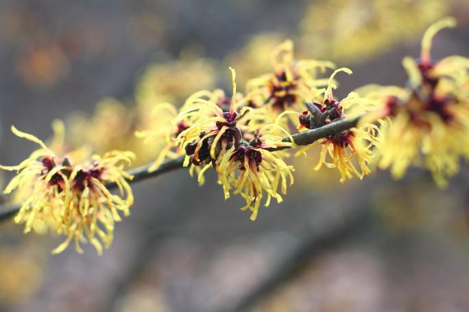 Verschrumpelte gelbe Baumblüten